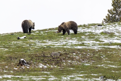 Grizzlies Hayden Valley YNP May 2025